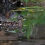 D'hotes Domaine Des Iris Penzion