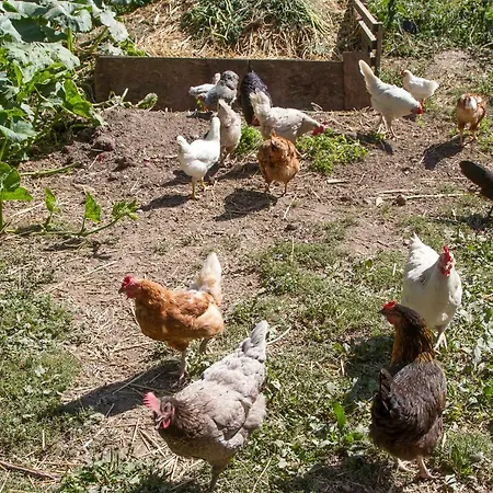 D'hotes Domaine Des Iris Gæstehus Anould