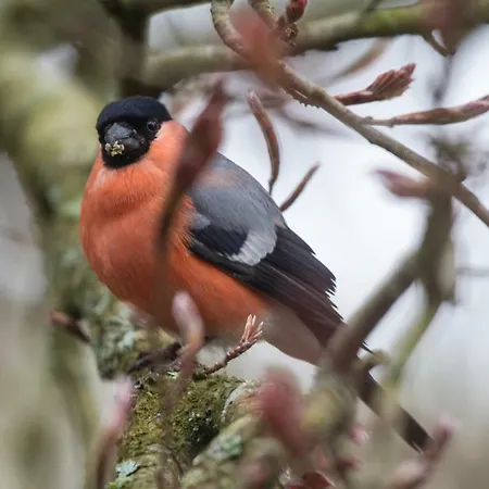Gæstehus D'hotes Domaine Des Iris Anould
