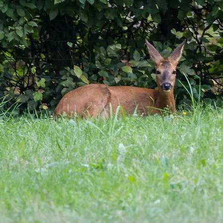 D'hotes Domaine Des Iris