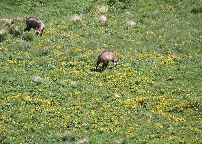 D'hotes Domaine Des Iris 3* Anould