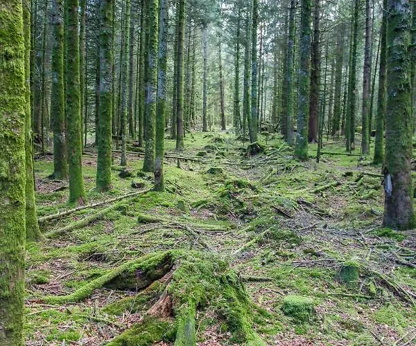 Gasthof D'hotes Domaine Des Iris Anould