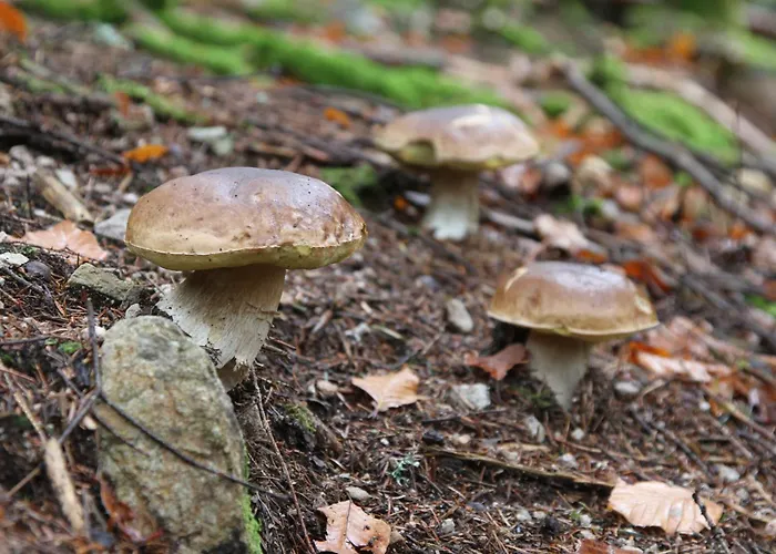 D'hotes Domaine Des Iris 3*