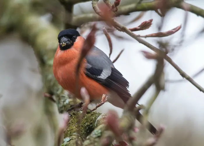 Gasthof D'hotes Domaine Des Iris Anould