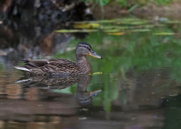 D'hotes Domaine Des Iris Gasthof