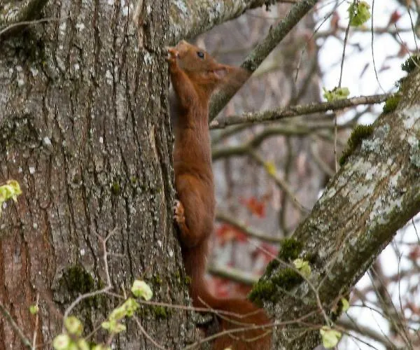 D'hotes Domaine Des Iris 3* Anould